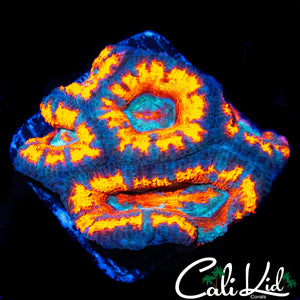 ULTRA STRIPE ACAN CHUNK