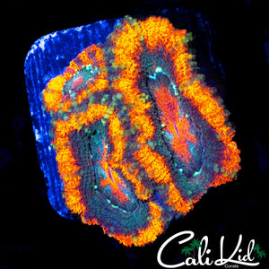 LARGE ACAN LORD TRIPLE