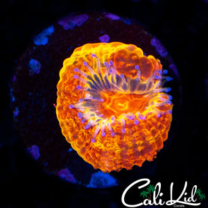 MYSTERY ACAN