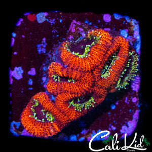 RAINBOW EYE MICRO