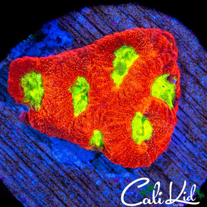 SPECKLED ULTRA FAVIA