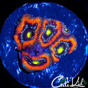 CLOWN EYEZ MICROMUSSA QUAD