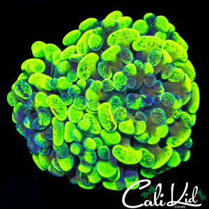 SUPER BRIGHT SPLATTER BRANCHING HAMMER