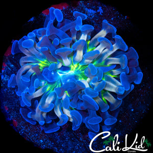 AQUACULTURED CK UNRELEASED HAMMER (ONE OF A KIND)