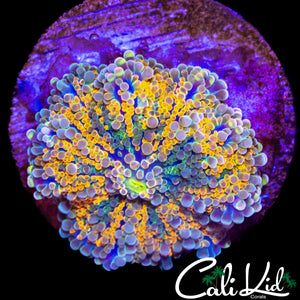 ULTIMATE RAINBOW YUMA