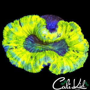 ECTOMOPRH TRACHY