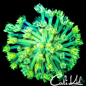 BRIGHT ULTRA GONI COLONY