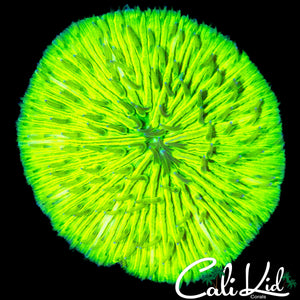 SUPER BRIGHT FUNGIA