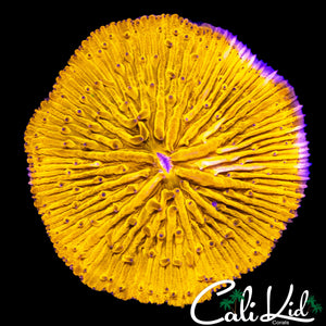 MOHEGAN SUN FUNGIA