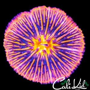 ULTRA RAINBOW FUNGIA