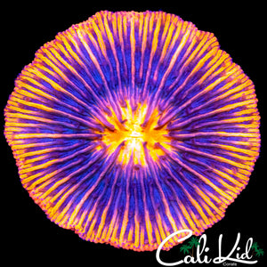 RAINBOW RINGS FUNGIA