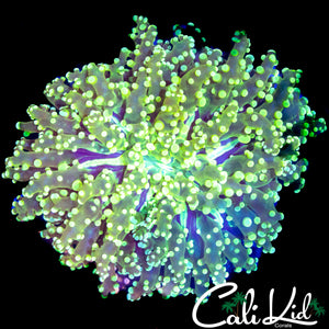 BI COLOR BRANCHING FROGSPAWN