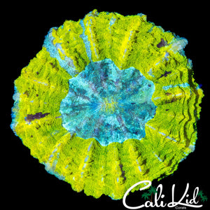 RARE COLOR ACANTHO