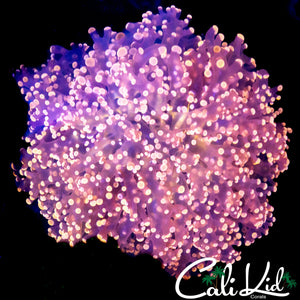 ULTRA PINK BRANCHING FROGSPAWN