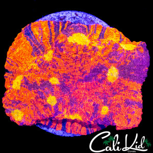 RAINBOW EYE CHALICE COLONY