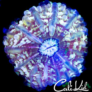TRI COLOR INDOPHYLLIA