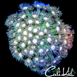 BI COLOR GONI COLONY