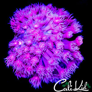HYPER PINK SHAGGY GONI COLONY