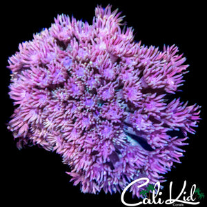 STRAWBERRIES AND CREAM GONI COLONY