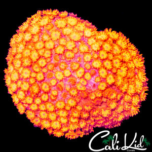 STUNNING TEQUILA SUNRINSE GONI COLONY