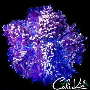 XL BI COLOR HYBRID HAMMER