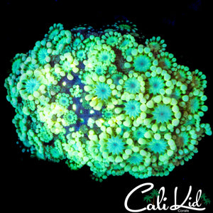 AQUAMAN ALVEOPORA COLONY