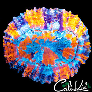 BEAUTIFUL QUAD COLOR ACANTHO