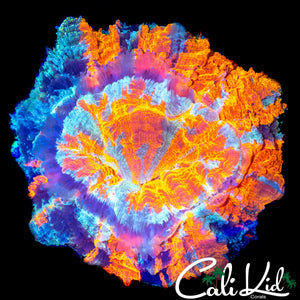 BEAUTIFUL 4 COLOR ACANTHO