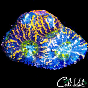 RARE RAINBOW ECHINATA