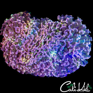 ULTIMATE RAINBOW HAMMER