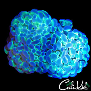 AQUA TYPE BRANCHING HAMMER DOUBLE