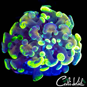 TOXIC SPLATTER BRANCHING HAMMER