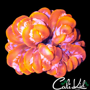 BUBBLY BI COLOR CYNARINA