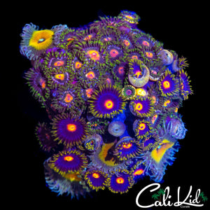 ASSORTED ZOA COLONY