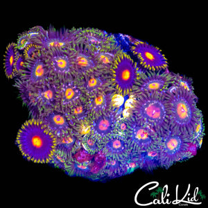 ASSORTED ZOA MINI COLONY