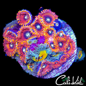ASSORTED ZOA MINI COLONY