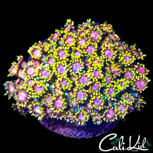 RARE PINK / GOLD GONI COLONY