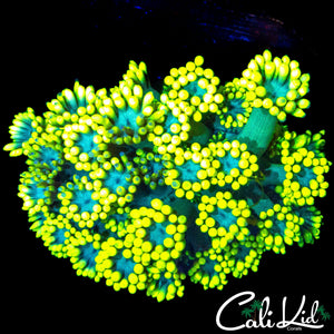 LEMON LIME ULTRA GONI