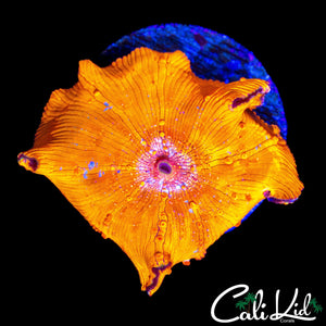 BEAUTIFUL BUBBLY DISCOSOMA SHROOM