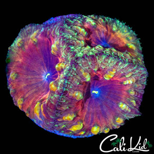 GOLDEN BUBBLE BLASTO TRIPLE