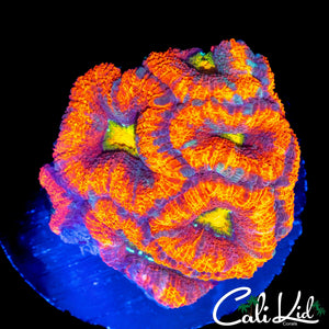 RAINBOW EYE ACAN CHUNK