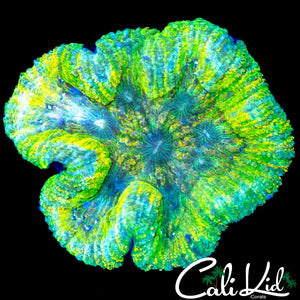 LEMON LIME SYMPHYLLIA