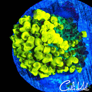 SUPER BUBBLE CK LEMON HEAD BOUNCE