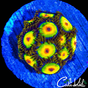 RASTA ZOA MINI COLONY