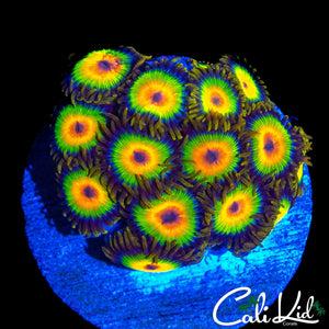 RASTA ZOA COLONY