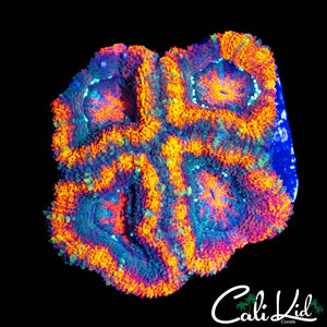 ULTRA RING ACAN QUAD