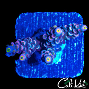 ULTIMATE RAINBOW TENIUS