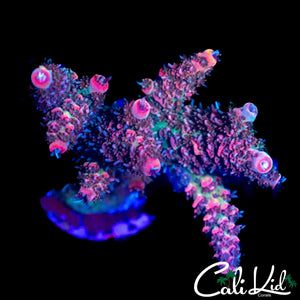 NEON TIP MILLI