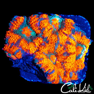 ULTRA STRIPE ACAN QUAD