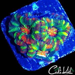 RARE UNRELEASED ACAN QUAD